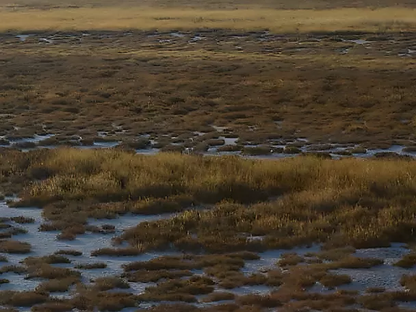 Humedal salino con charcas entre vegetación baja