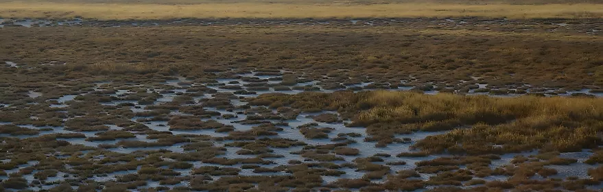 Humedal salino con charcas entre vegetación baja