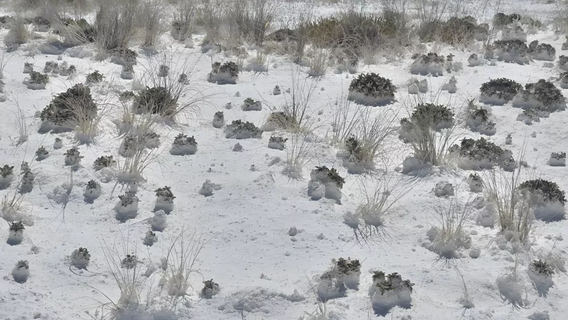 Suelo blanco salino con matorrales dispersos