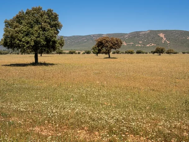 Dehesa con encinas en paisaje abierto