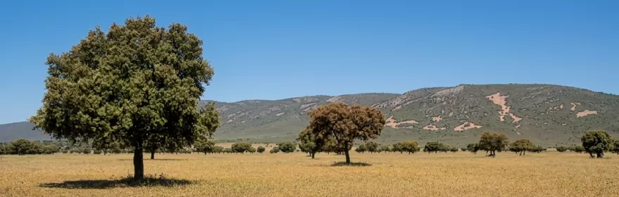 Dehesa con encinas en paisaje abierto
