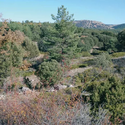 Bosque mediterráneo en paisaje montañoso