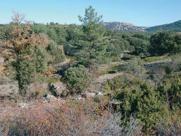 Bosque mediterráneo en paisaje montañoso