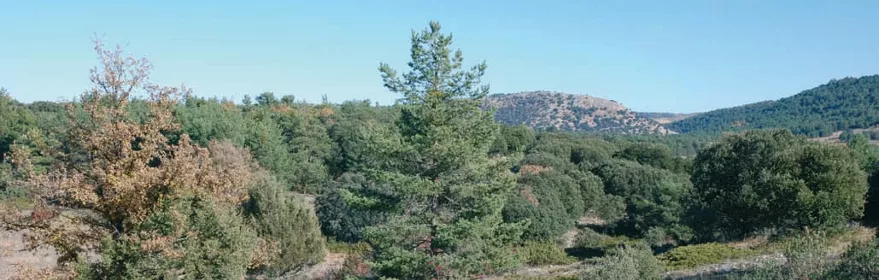 Bosque mediterráneo en paisaje montañoso