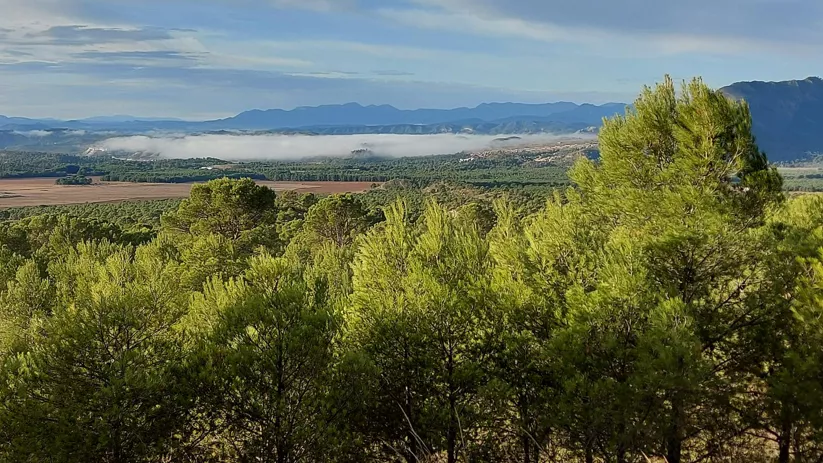 Vista panorámica de un valle verde con colinas, árboles y nubes bajas en el horizonte.