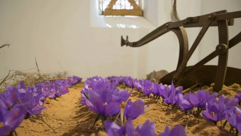 Flores moradas cultivadas en arena junto a herramienta tradicional.