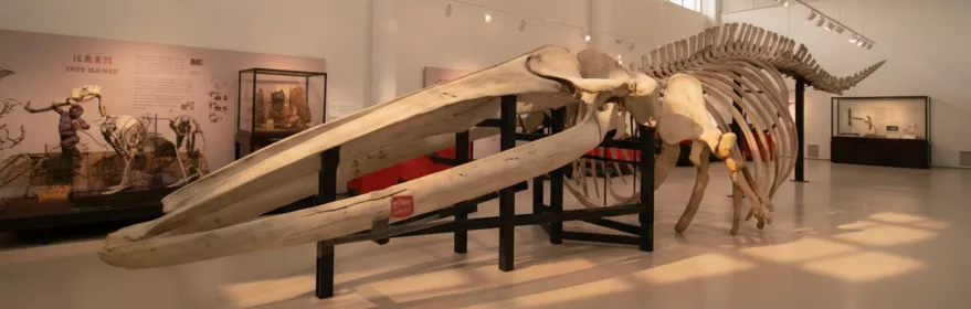 Esqueleto de gran mamífero marino expuesto en una sala amplia con paneles y vitrinas.