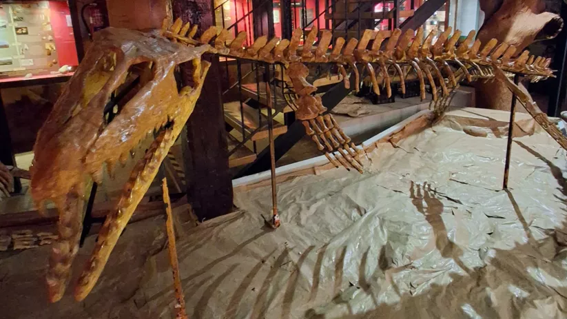 Esqueleto fósil expuesto en sala.