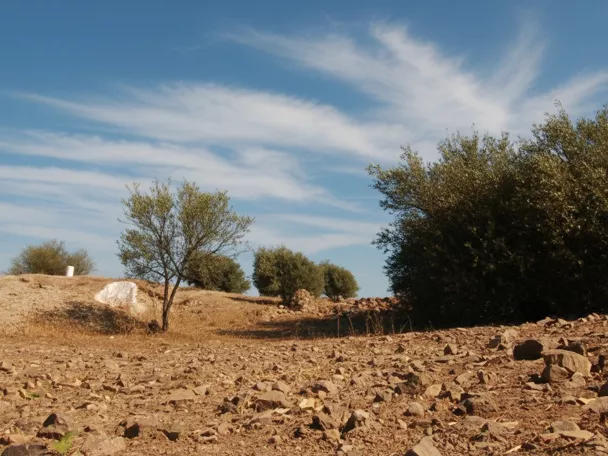 Paisaje rural seco con árboles dispersos y suelo pedregoso.