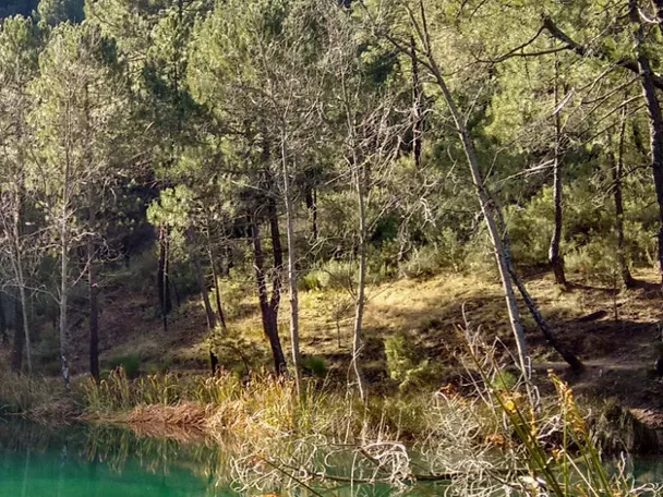 Lago de aguas tranquilas rodeado de pinos y vegetación de ribera.