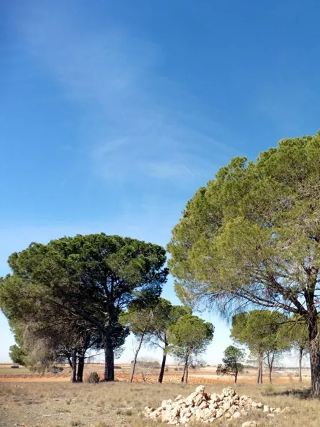 Paisaje de pinares