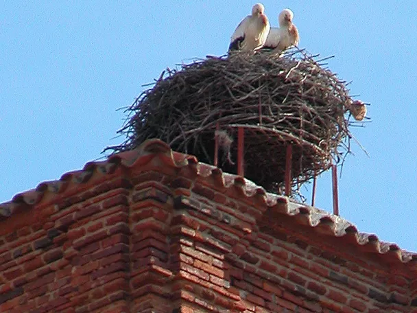 Nido de cigüeñas sobre torre de ladrillo