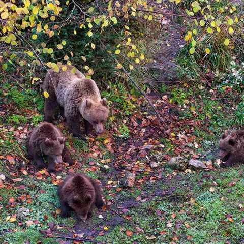Imagen de 4 osos en Serranía de Cuenca