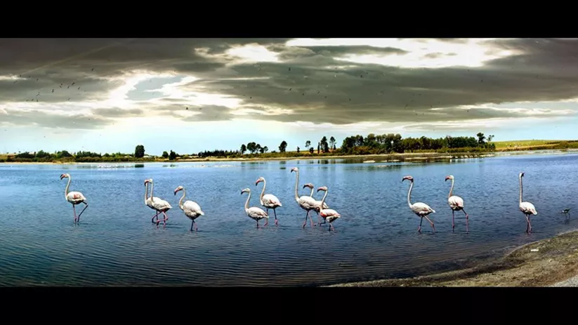 Observación de aves en la laguna de Pozuelo de Calatrava en Ciudad Real