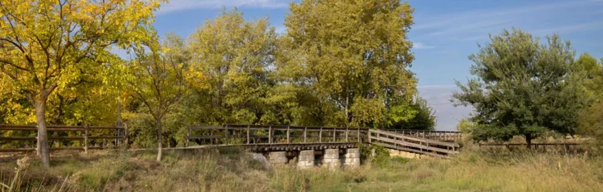Pasarela de madera entre árboles y vegetación natural