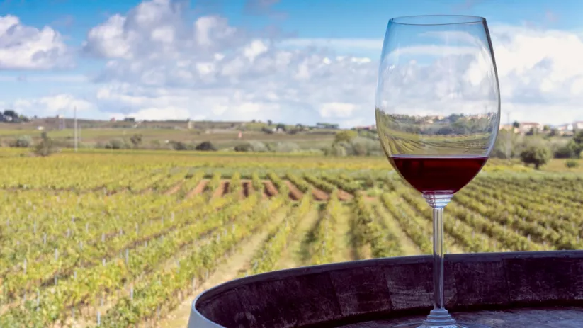 Copa de vino tinto sobre barrica con panorámica de viñedos