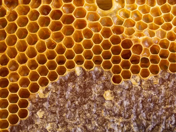 Panal de abejas con celdas de miel natural