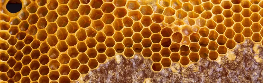 Panal de abejas con celdas de miel natural