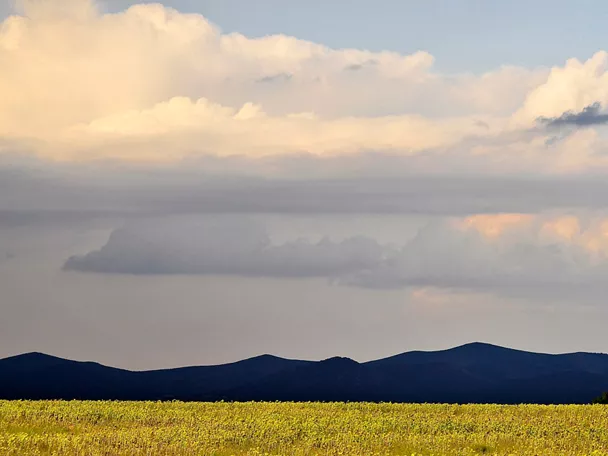 Campo amarillo con montañas al fondo