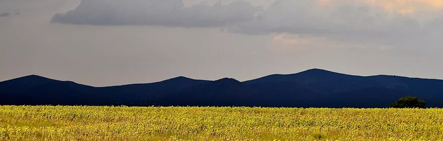 Campo amarillo con montañas al fondo