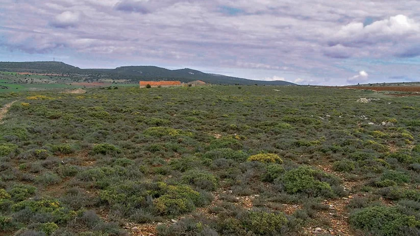Matorral bajo en paisaje de paramera