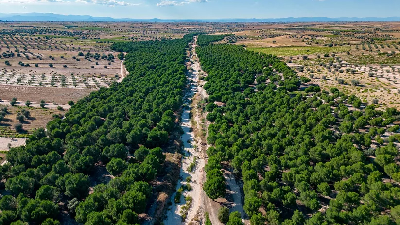 Corredor verde entre pinares y cultivos visto desde el aire