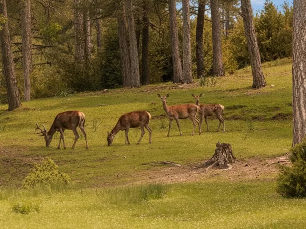 Parque cinegético El Hosquillo