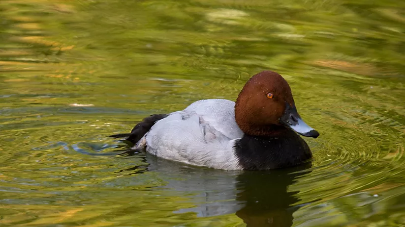 Ave acuática nadando en aguas verdosas