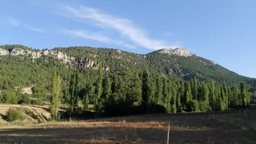 Valle con hilera de árboles altos y montes verdes bajo cielo azul.