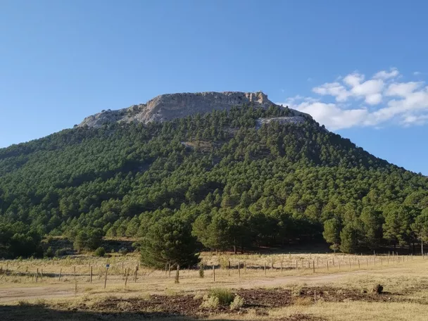 Montaña cubierta de pinos vista desde una pradera, con cima rocosa al fondo.
