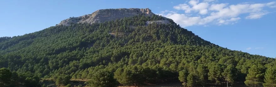 Montaña cubierta de pinos vista desde una pradera, con cima rocosa al fondo.