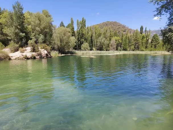 Laguna de aguas verdes rodeada de árboles
