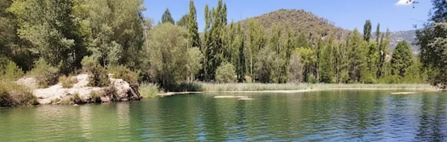 Laguna de aguas verdes rodeada de árboles