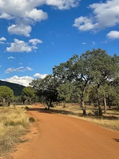 Camino de tierra entre árboles y matorral bajo cielo azul