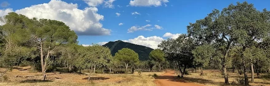 Camino de tierra entre árboles y matorral bajo cielo azul