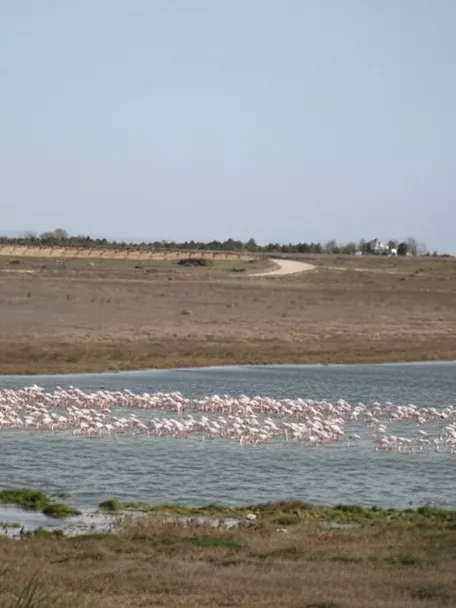 Flamencos en laguna de humedal manchego