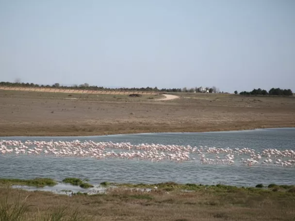 Flamencos en laguna de humedal manchego