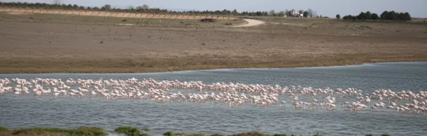 Flamencos en laguna de humedal manchego