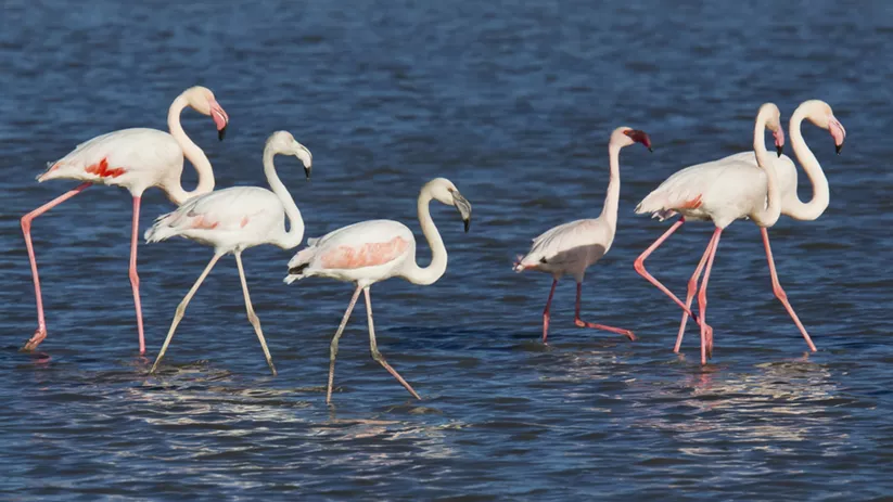 Grupo de flamencos caminando por aguas poco profundas