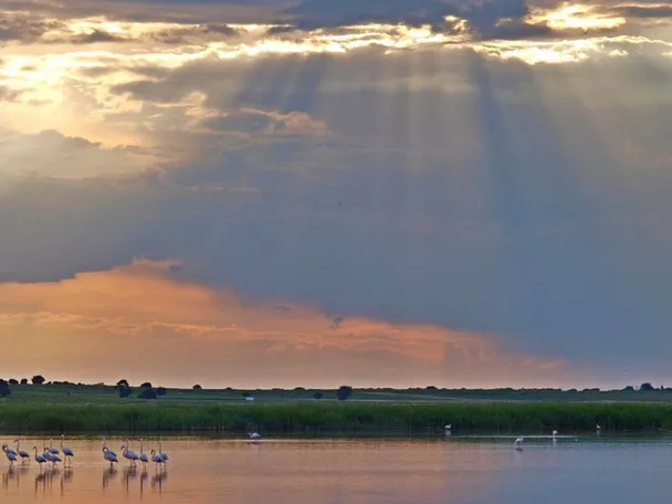 Aves acuáticas en laguna al atardecer con rayos de sol.