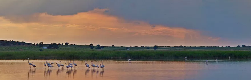 Aves acuáticas en laguna al atardecer con rayos de sol.