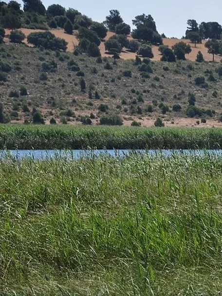 Zona húmeda con carrizales y lámina de agua frente a colinas suaves.