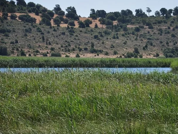 Zona húmeda con carrizales y lámina de agua frente a colinas suaves.