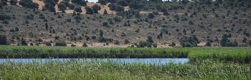 Zona húmeda con carrizales y lámina de agua frente a colinas suaves.