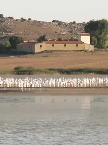 Numerosas aves acuáticas concentradas en una orilla con campo al fondo.