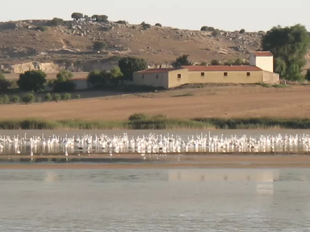 Numerosas aves acuáticas concentradas en una orilla con campo al fondo.