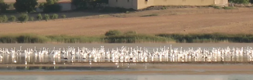Numerosas aves acuáticas concentradas en una orilla con campo al fondo.