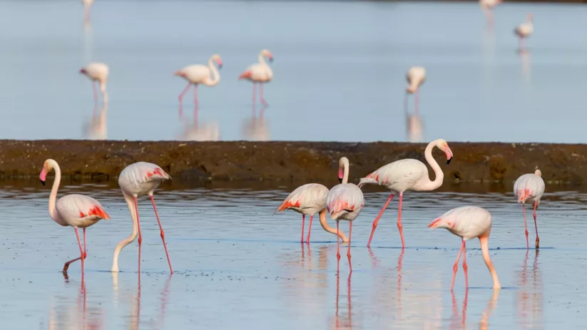 Grupo de flamencos caminando y buscando alimento en la laguna.