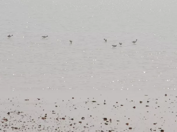 Aves pequeñas sobre aguas someras de una laguna.