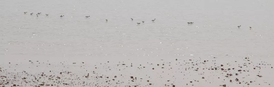 Aves pequeñas sobre aguas someras de una laguna.